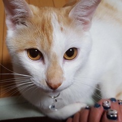 里親様決まりました⭐︎可愛い白茶猫♡