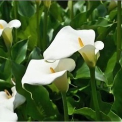 カラー（白色）苗