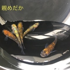 【完売/ありがとうございました】メダカ　ユリシス（選別外）ワンコイン10匹500円〜 の画像
