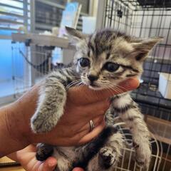 可愛らしい子猫です。
