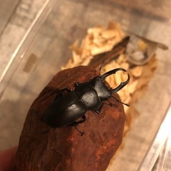 コクワガタ♂3匹
