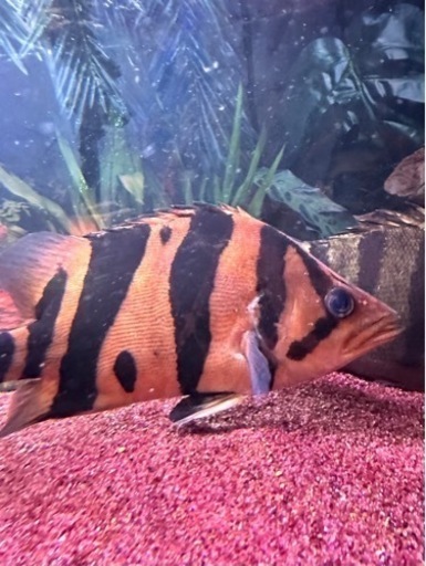 熱帯魚 ダトニオ リアルバンド