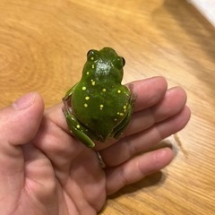 シュレーゲルアオガエル　キボシ