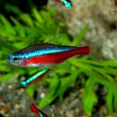 淡水魚の画像