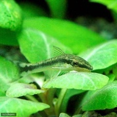 淡水魚