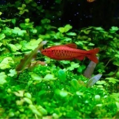 淡水魚の画像