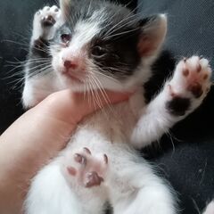 里親さん募集致しますm(*_ _)m