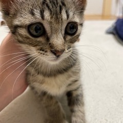 生後3ヶ月姉妹（決まりました！