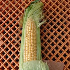 🌽トウモロコシ