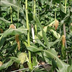 🌽トウモロコシの画像