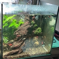順番に里親します。熱帯魚　エンドラーズ