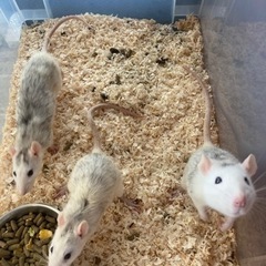 ペットとしても人気なファンシーラット🐹 - ペット