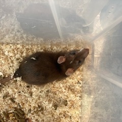 ペットとしても人気なファンシーラット🐹 - 古河市