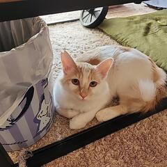 雄猫最後の4匹目