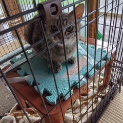 ❤(6月26日　里親様にお届けしました)　キジ母猫とシャム仔猫女...