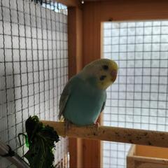 セキセイインコ　⑧お話し中