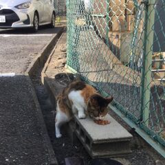 「続く幸せへの第一歩」④… 伴走する仲人夫婦と猫のゴマ部長