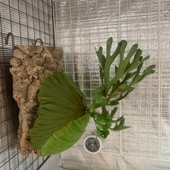 ビカクシダ　リドレイの画像