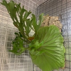 ビカクシダ　リドレイの画像
