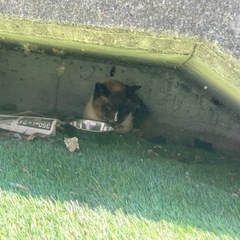 庭に迷い猫　シャム猫　鼻に白い模様 - 札幌市