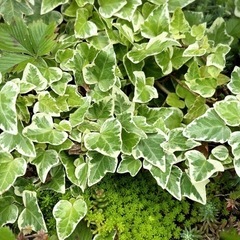 ガーデニング 植物 2024アイビー
