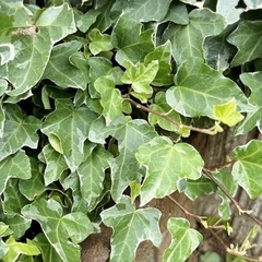 ガーデニング 植物 2025アイビーの画像