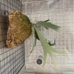 ビカクシダ　ウィリンキーの画像