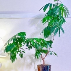 100cm大！幹太！二股枝美型！曲げエバーフレッシュ！ダルトンの鉢付き！人気の観葉植物の画像