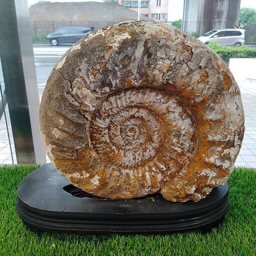 アンモナイト化石置物 ハーフカット台座付 引取限定岐阜店?アンモナイト 台座付き 化石 35cm 展示品現状販売