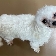 人が大好きで、ずっと甘えてきます。マルチーズのメイプル