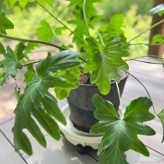 【取引中】観葉植物 ミニモンステラ