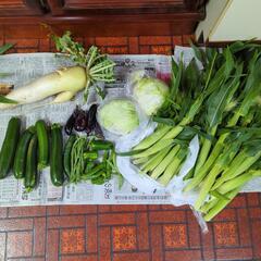 【お取引先決定済み】朝採野菜のセット
