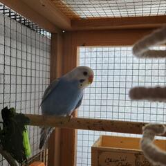 セキセイインコ　⑨お話し中