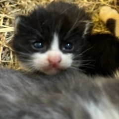 ハチワレの子猫