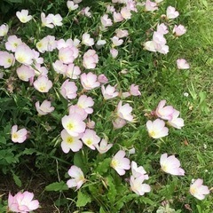 ヒルザキツキミソウ 5苗の画像