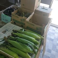 野菜販売中