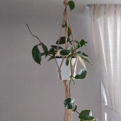 観葉植物 おまとめ3点セット「流木付け2点＆鉢植えハンギング1点」の画像
