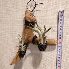 観葉植物 おまとめ3点セット「流木付け2点＆鉢植えハンギング1点」の画像