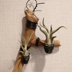 観葉植物 おまとめ3点セット「流木付け2点＆鉢植えハンギング1点」の画像