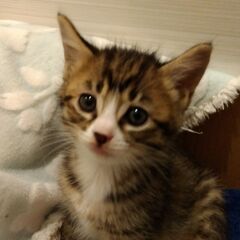 キジ白男の子　里親さん募集しています🐈
