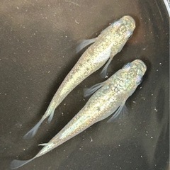 期間限定。メダカの針子2種類セット②の画像