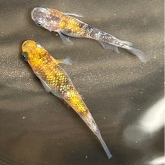 期間限定。メダカの針子2種類セット②の画像