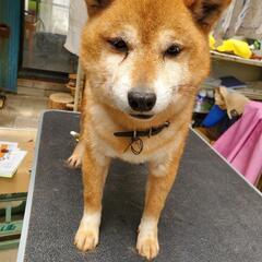 男の子　豆柴
