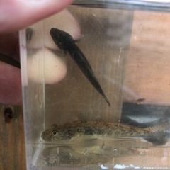 ヨシノボリ　2匹セットの画像