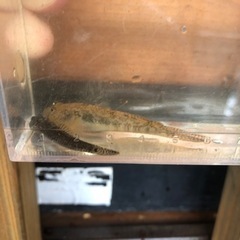 ヨシノボリ　2匹セット