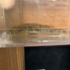 ヨシノボリ　2匹セットの画像