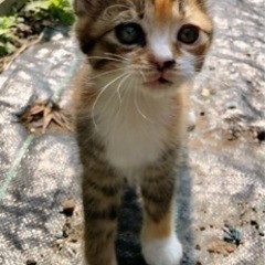 ミケちゃん里親様決まりました!!