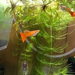 国産グッピーアルビフルレッド2ペア水草おまけ付き(1名)の画像