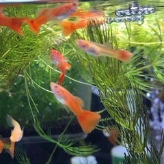 国産グッピーアルビフルレッド2ペア水草おまけ付き(1名)の画像