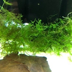 国産グッピーアルビフルレッド2ペア水草おまけ付き(1名)の画像